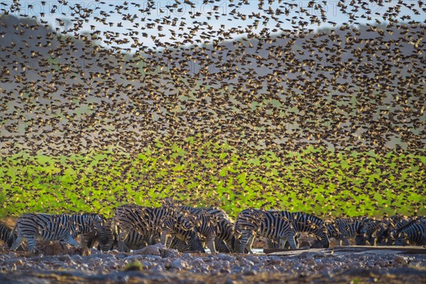 A mega flock of red-billed quelea