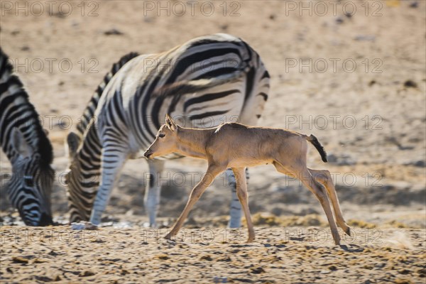 Red hartebeest