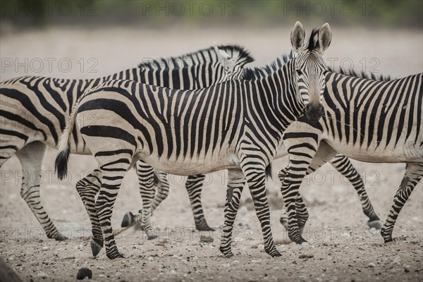 Hartmann's mountain zebra