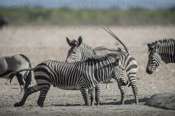 Hartmann's mountain zebra