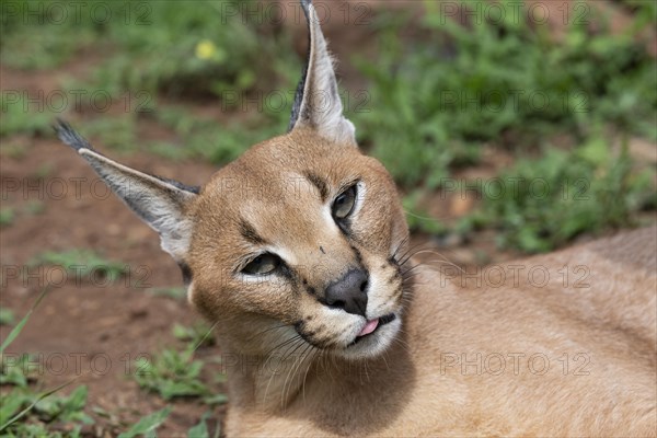 Caracal