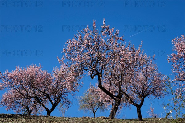 Blooming almond plantation with blue sky and aeroplane