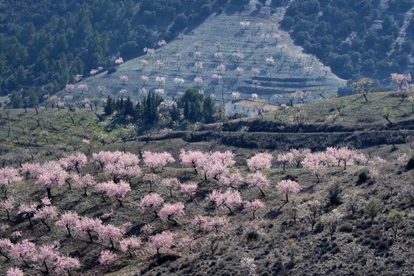 Several almond trees in blossom on mountain slope