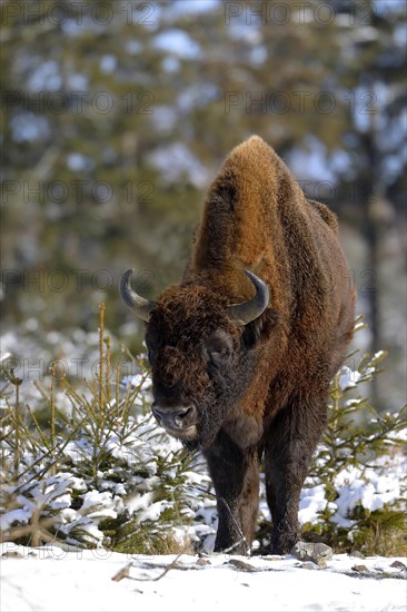 European bison