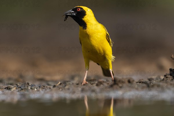 Southern masked weaver