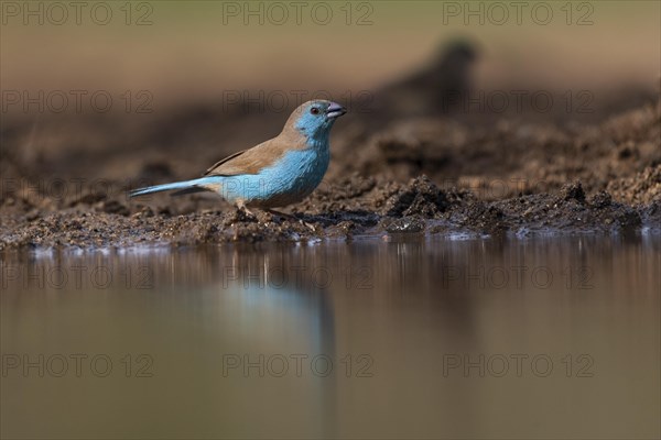 Blue waxbill