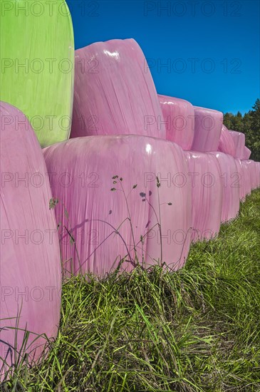 Hay bales in pink or pink plastic foil near Bad Toelz