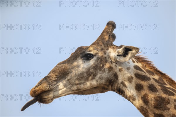 Giraffe