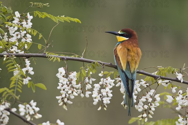 Bee-eater