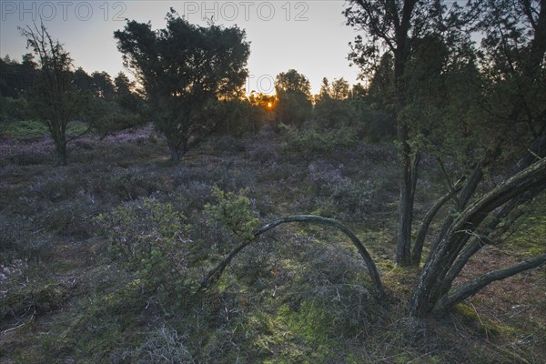 Common juniper