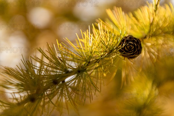 Autumnal yellow larch