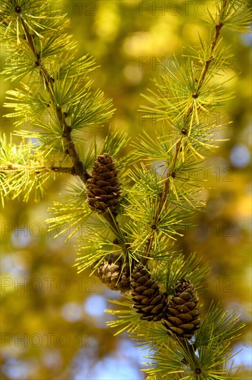 Autumnal yellow larch