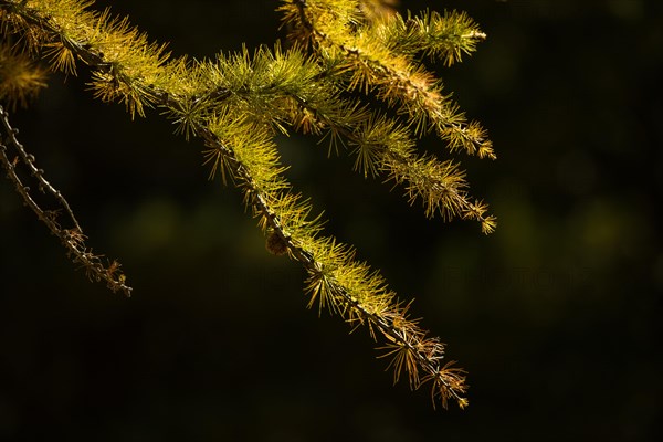 Autumn larch