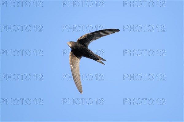 Common swift