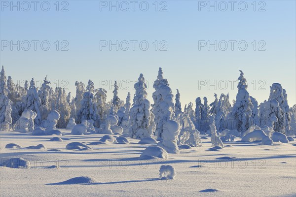 Snow covered winter landscape