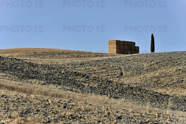 Harvested wheat field