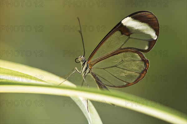 Glass butterfly