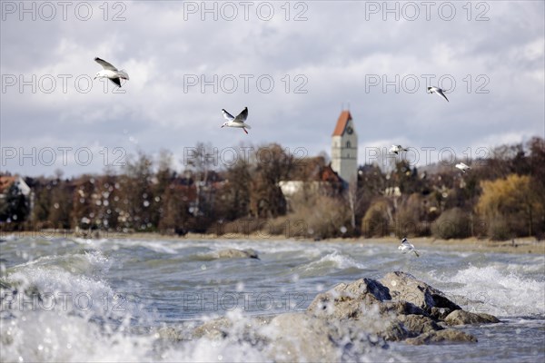 Storm Lolita whips waves against the stony shore in the background Hagnau