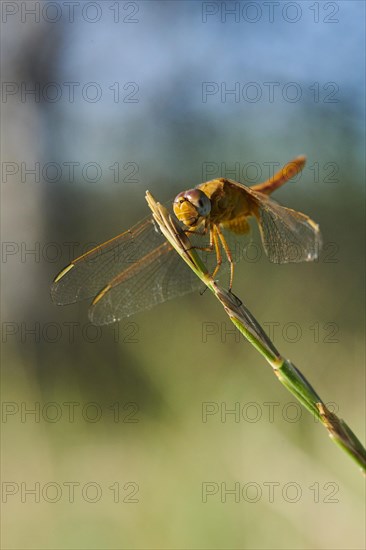 Red-veined darter