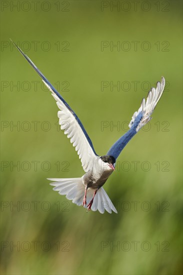 Whiskered tern