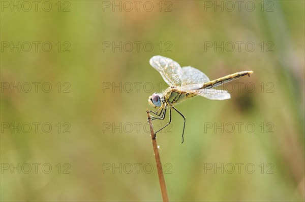 Red-veined darter