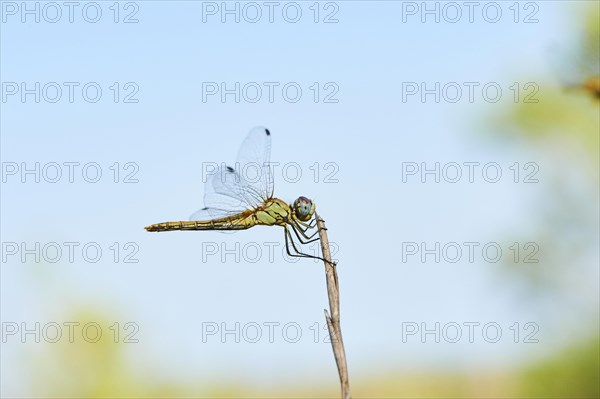 Red-veined darter