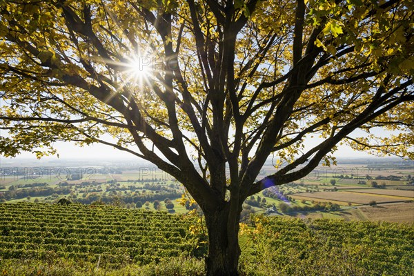 Vineyards in autumn