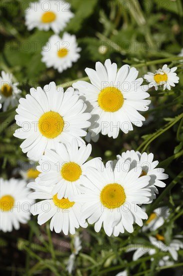 Marguerite