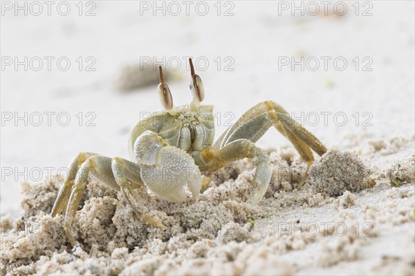 Rider crab