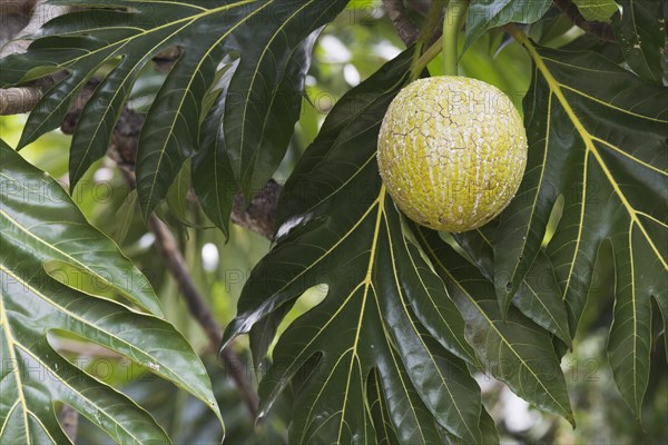 Breadfruit tree