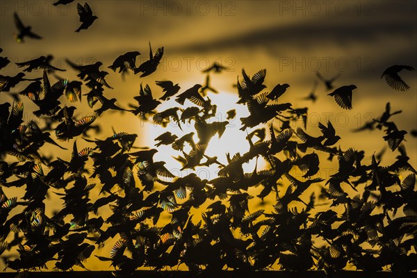 A mega flock of red-billed quelea