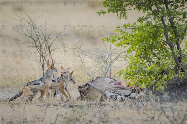 Black-backed jackal