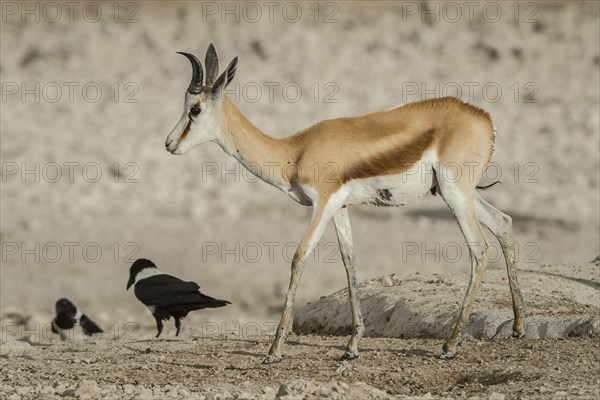 Springbok