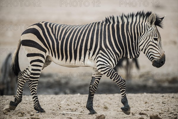 Hartmann's mountain zebra