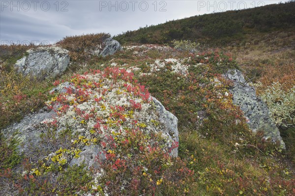 Bog bilberry