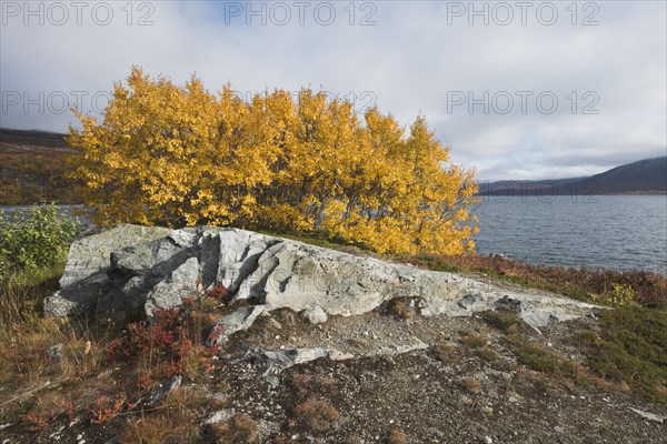 Warty birch