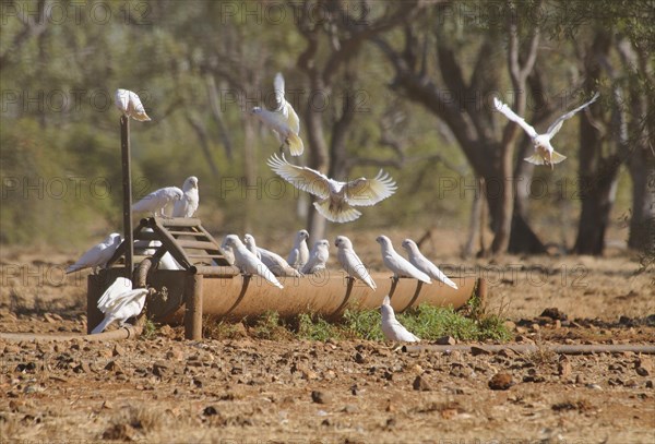 Little corellas