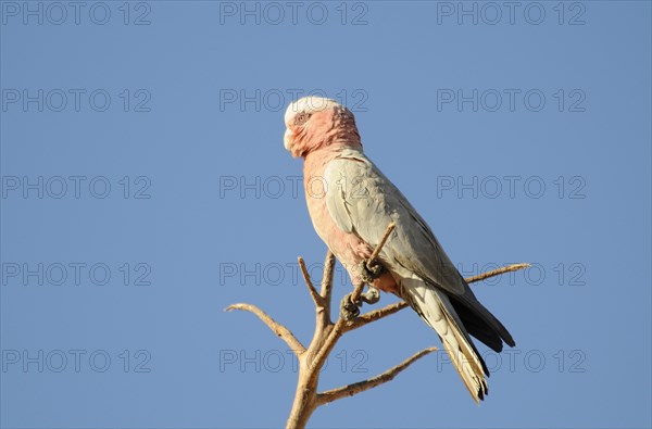 Pink Cockatoo