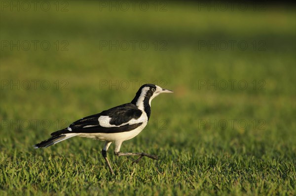 Magpie-lark