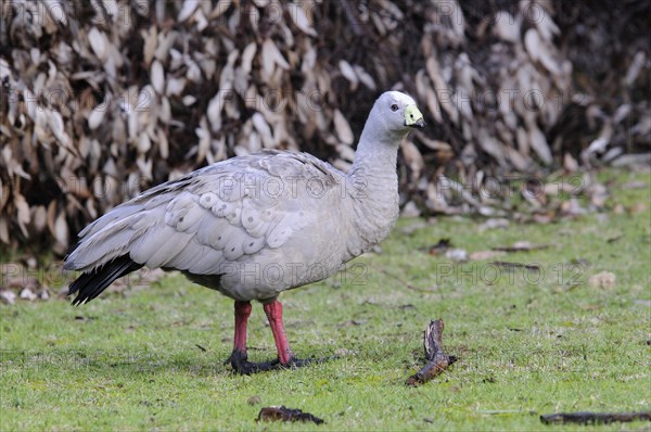 Cape barren goose