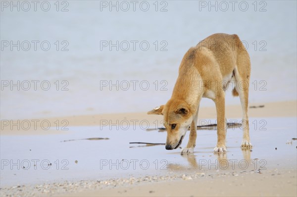 Dingo