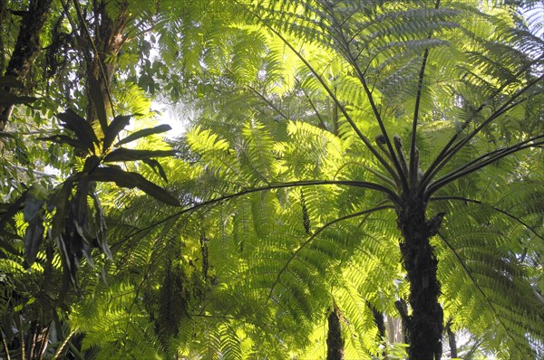 Tree fern