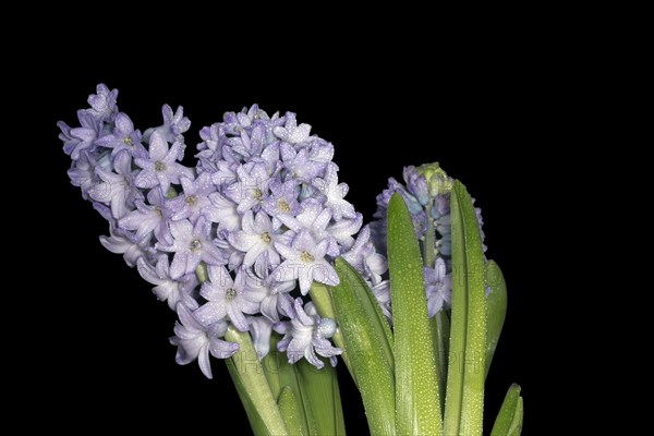 Inflorescence with water drops of the hyacinth