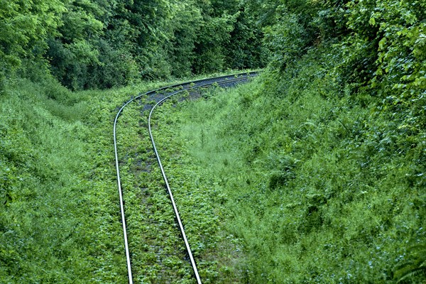 Single-track overgrown railway line