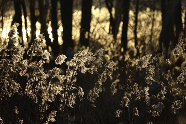 Grasses in the sunlight