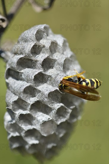 European paper wasp