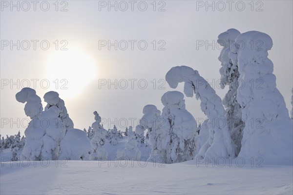 Snow covered trees