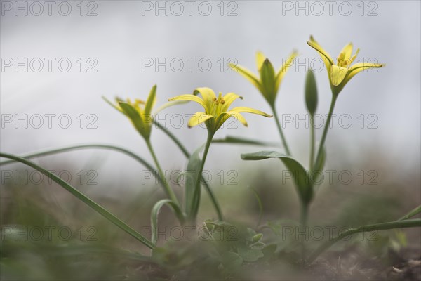 Yellow star-of-bethlehem