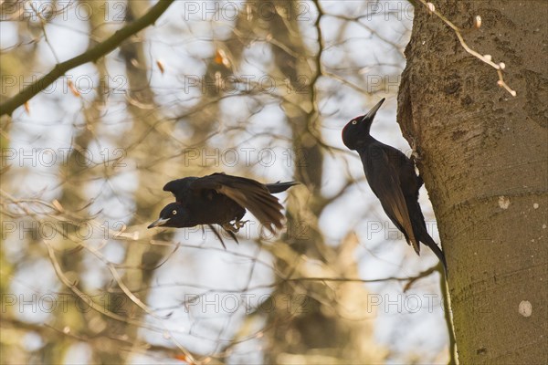 Black woodpecker
