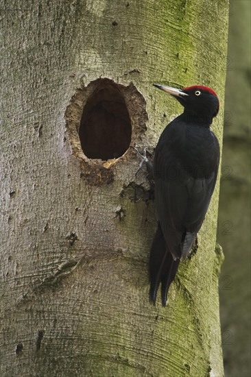 Black woodpecker